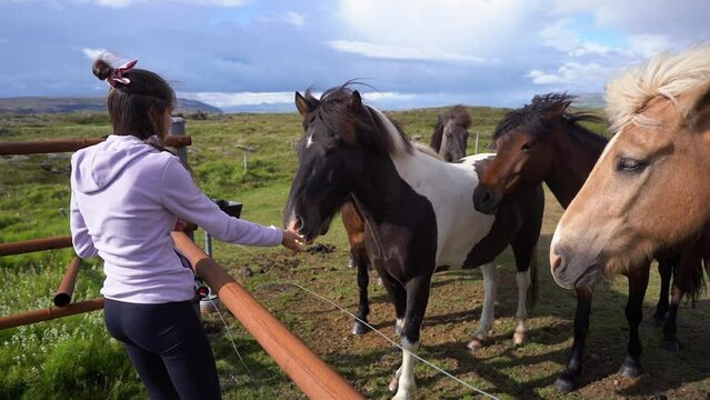 A girl feeds horses on a farm in Iceland