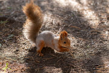A beautiful red squirrel eats nuts in the forest. A squirrel with a fluffy tail sits and eats nuts close-up. Slow motion video