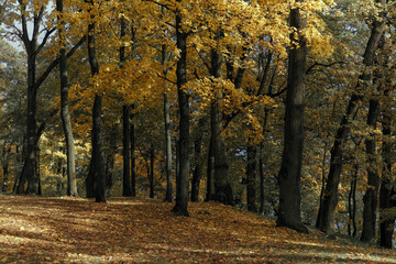 autumn in the forest