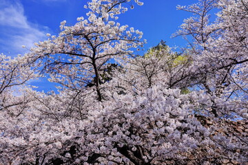 Fototapeta premium 小諸城址の桜