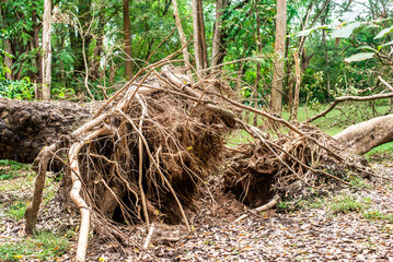 Fototapeta premium Roots Vitex doniana, Verbanaceae - tropical Africa: as seen after a falling in a Botanical Garden at the University of Ibadan
