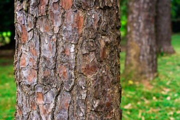 Pinus Caribea, Pinaceae - East & Wesren Himalayan: as seen in a Botanical Garden at the University of Ibadan