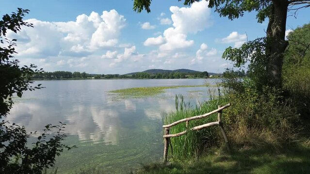 Flight from the shore above the surface of a pond overgrown with aquatic plants (Nymphoides aquatica, Banana Plant, Banana Lyli). 08-18-2023, Middle Bohemia, Czech republic.