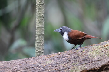 The white-bibbed babbler (Stachyris thoracica) is a species of bird in the family Timaliidae. It is found in Bali and Java.
