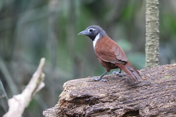 The white-bibbed babbler (Stachyris thoracica) is a species of bird in the family Timaliidae. It is found in Bali and Java.