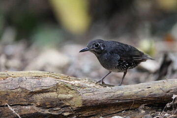 Sunda Thrush (Zoothera andromedae),Slaty blue-gray thrush with beautiful black-and-white-scaled sides and a subtle but distinctive face pattern.
