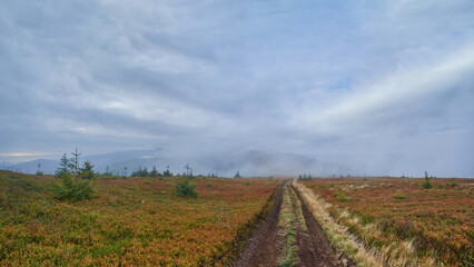 Dirt road on an autumn mountain pasture. Light fog in the distance, low clouds, red blueberry leaves