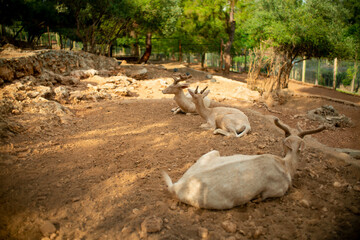 Deer lying on the ground in the zoo