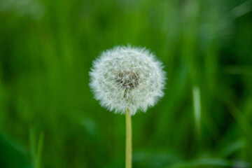 A close-up of a dandelion on a blurry green background.