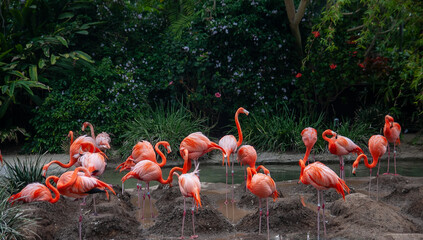 A group of flamingos near lake © Ozan