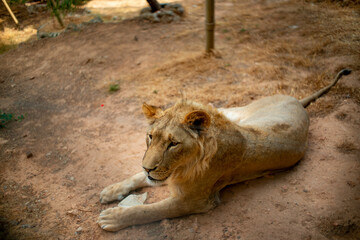 Lioness lying on the ground resting
