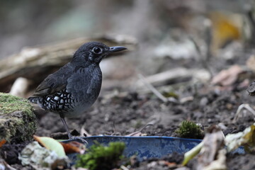 Sunda Thrush (Zoothera andromedae),Slaty blue-gray thrush with beautiful black-and-white-scaled sides and a subtle but distinctive face pattern.