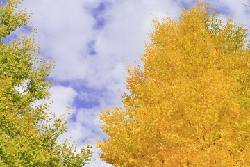 Fototapeta premium 銀杏の木