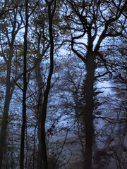 sous bois dans la brume, le matin, ambiance mystique et sombre avec lumière en arrière plan