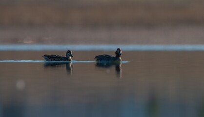 Eurasian Teal (Anas crecca) is a species distributed in Asia, Europe and Africa. They live in...