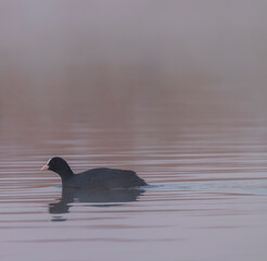 Black coot (Fulica atra, Fulica prior), Southern Bohemia, Czech Republic