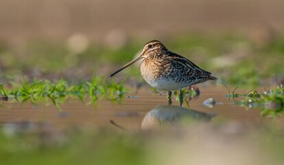 Common Snipe (Gallinago gallinago) is a species that lives in wetlands in Asia, Europe and Africa. It is common in Turkey and is a winter migrant.