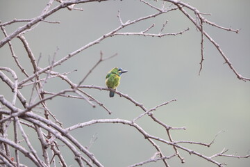 The yellow-eared barbet (Psilopogon australis) is an Asian barbet native to Java and Bali.