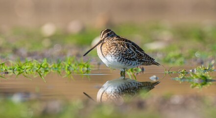 Common Snipe (Gallinago gallinago) is a species that lives in wetlands in Asia, Europe and Africa. It is common in Turkey and is a winter migrant.