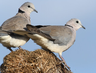 A pair of ring-necked doves (Streptopelia capicola) on the roof of a Maasai house. Sanya Juu, Boma Ngombe, Tanzania.