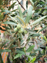 Olives on a branch. Close up view of a green olive tree with green olives.