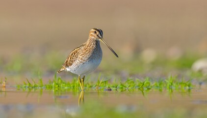 Common Snipe (Gallinago gallinago) is a species that lives in wetlands in Asia, Europe and Africa. It is common in Turkey and is a winter migrant.
