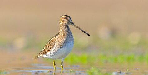 Common Snipe (Gallinago gallinago) is a species that lives in wetlands in Asia, Europe and Africa. It is common in Turkey and is a winter migrant.
