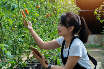 Young female gardener uses digital tablet on organic tomato farm smart farming