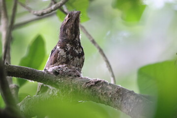 Javan Frogmouth (Batrachostomus javensis) , endemic to Java, where it is the only frogmouth.