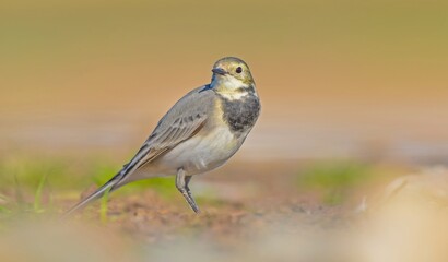 White Wagtail (Motacilla alba) is a wagtail that lives in Asia, Europe and North Africa. These birds are seen in Turkey from autumn to spring.