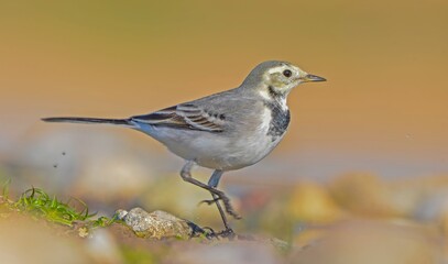 White Wagtail (Motacilla alba) is a wagtail that lives in Asia, Europe and North Africa. These birds are seen in Turkey from autumn to spring.