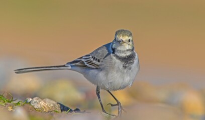 White Wagtail (Motacilla alba) is a wagtail that lives in Asia, Europe and North Africa. These birds are seen in Turkey from autumn to spring.