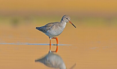 Common Redshank (Tringa totanus) is a migratory bird. It feeds on maggots and mollusks in wetlands in Asia, Europe, America and Africa.