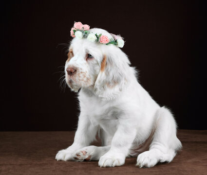 Cute funny Clumber Spaniel puppy with a wreath of flowers on his head