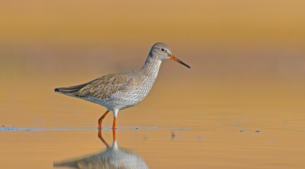 Common Redshank (Tringa totanus) is a migratory bird. It feeds on maggots and mollusks in wetlands in Asia, Europe, America and Africa.