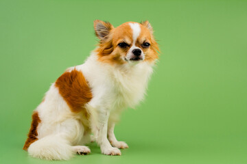 Chihuahua dog sitting waiting to be photographed in the studio A cute little puppy with pleading eyes.