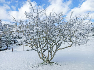 Árbol nevado