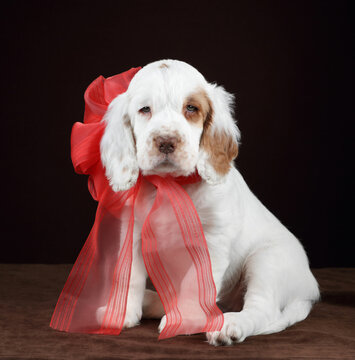 Cute funny Clumber Spaniel puppy with red bow