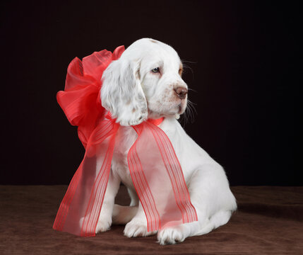 Cute funny Clumber Spaniel puppy with red bow