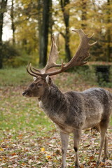 Beautiful deer stag in the forest in Europe, Germany. Magnificent wild animal with large antlers