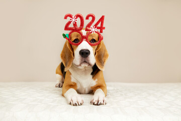 Happy New Year and Merry Christmas 2024 greeting banner or postcard. A beagle dog in carnival glasses with the numbers of the 2024 New year - obrazy, fototapety, plakaty