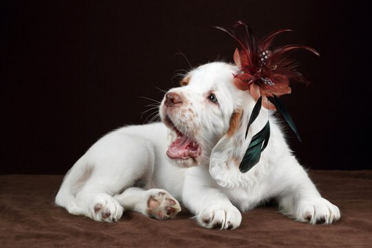 Cute funny Clumber Spaniel puppy