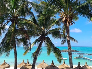 Tropical beach beautiful palm tree and ocean