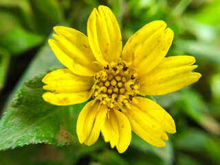 yellow flower close up