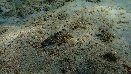 Common cuttlefish or European common cuttlefish (Sepia officinalis) undersea, Aegean Sea, Greece, Halkidiki