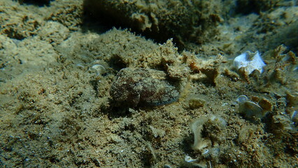 Common cuttlefish or European common cuttlefish (Sepia officinalis) undersea, Aegean Sea, Greece, Halkidiki