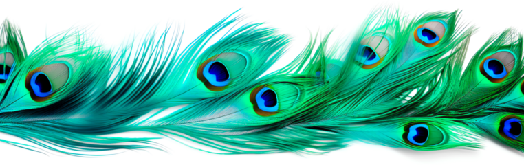iridescent peacock feathers teal blue and emerald green transparent texture