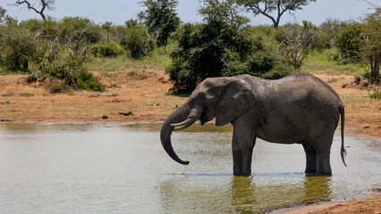 African elephant bull drinking water