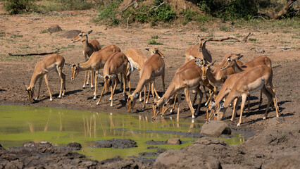 herd of Impala drinking water