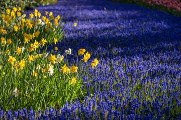 Foto auf Acrylglas Antireflex Muscari flowers (Muscari armeniacum) and Narcissus jonquilla, rush narcis in Keukenhof flower garden, Lisse, Netherlands © Richard Semik